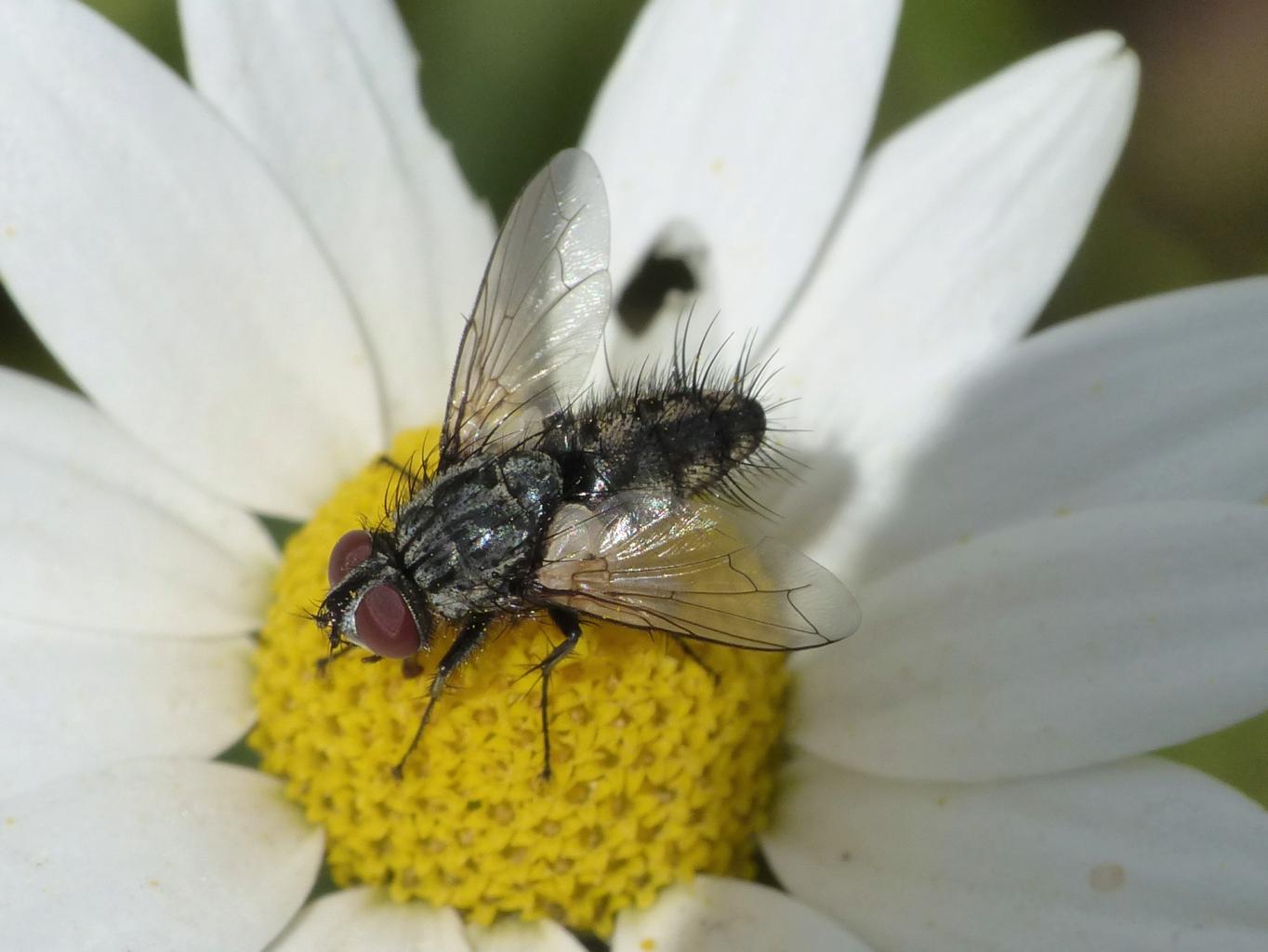 Tachinidae?